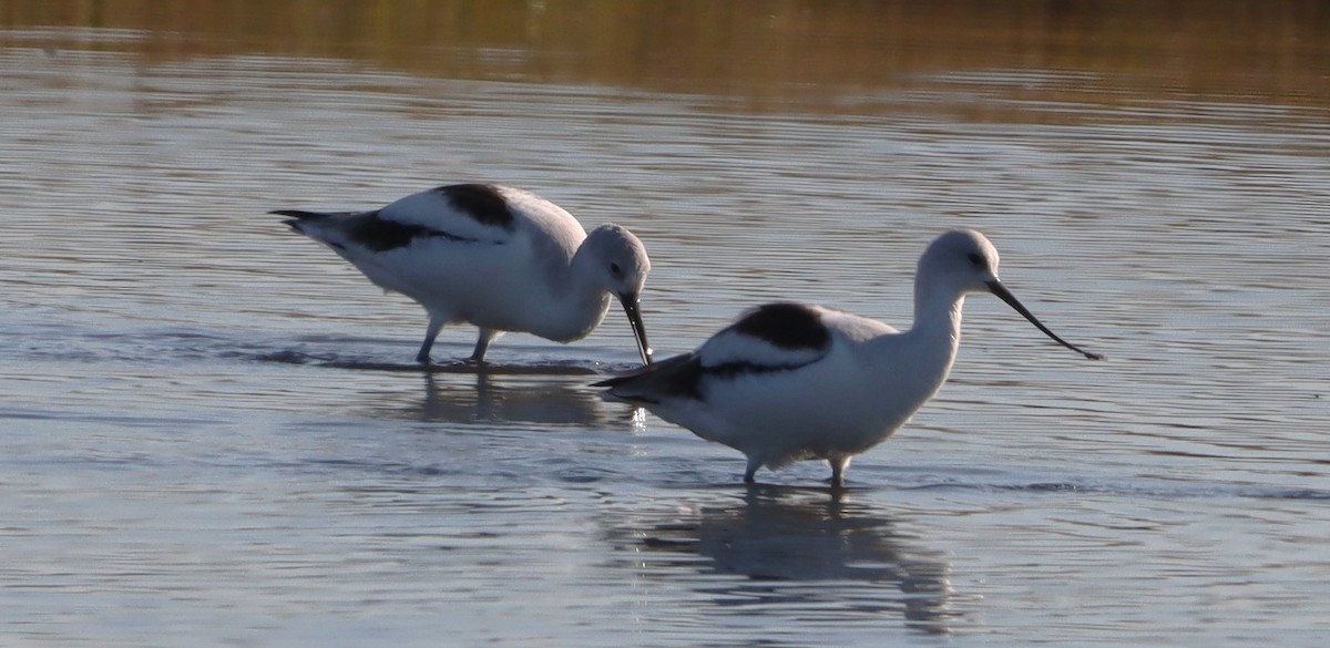 American Avocet - ML642983100