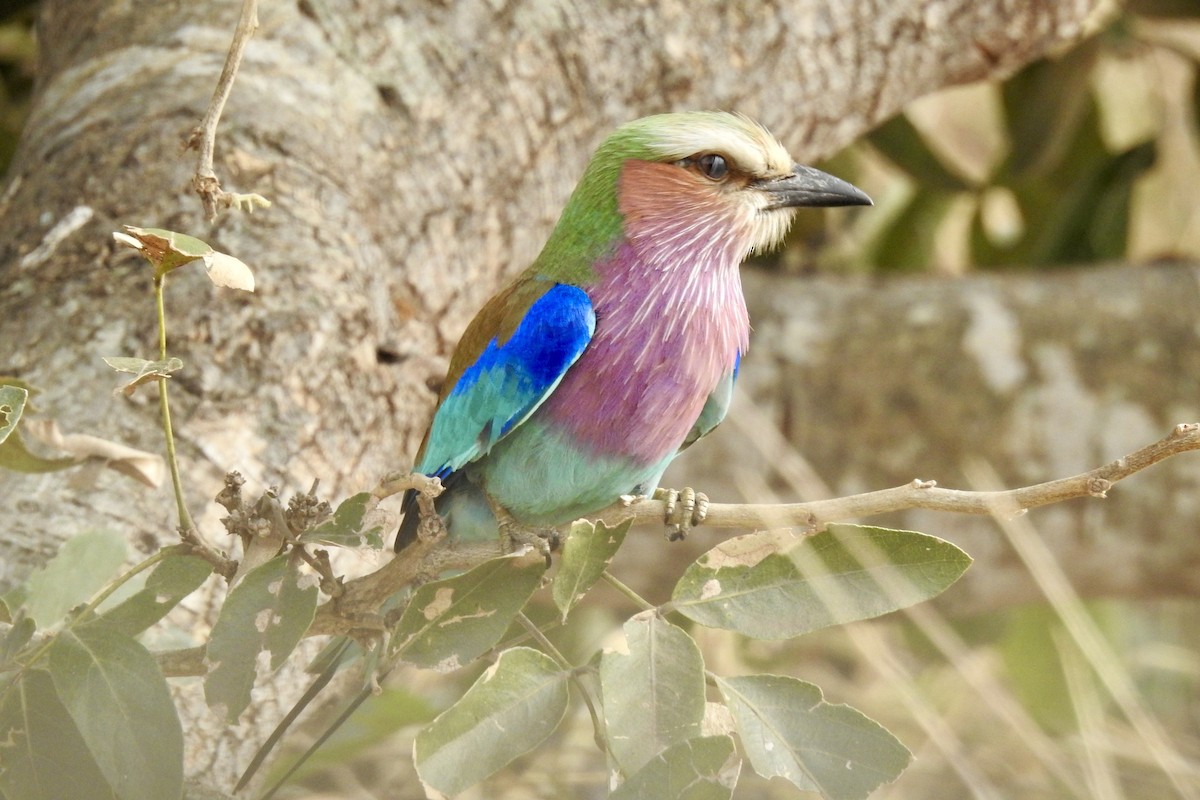 Lilac-breasted Roller - ML642983104