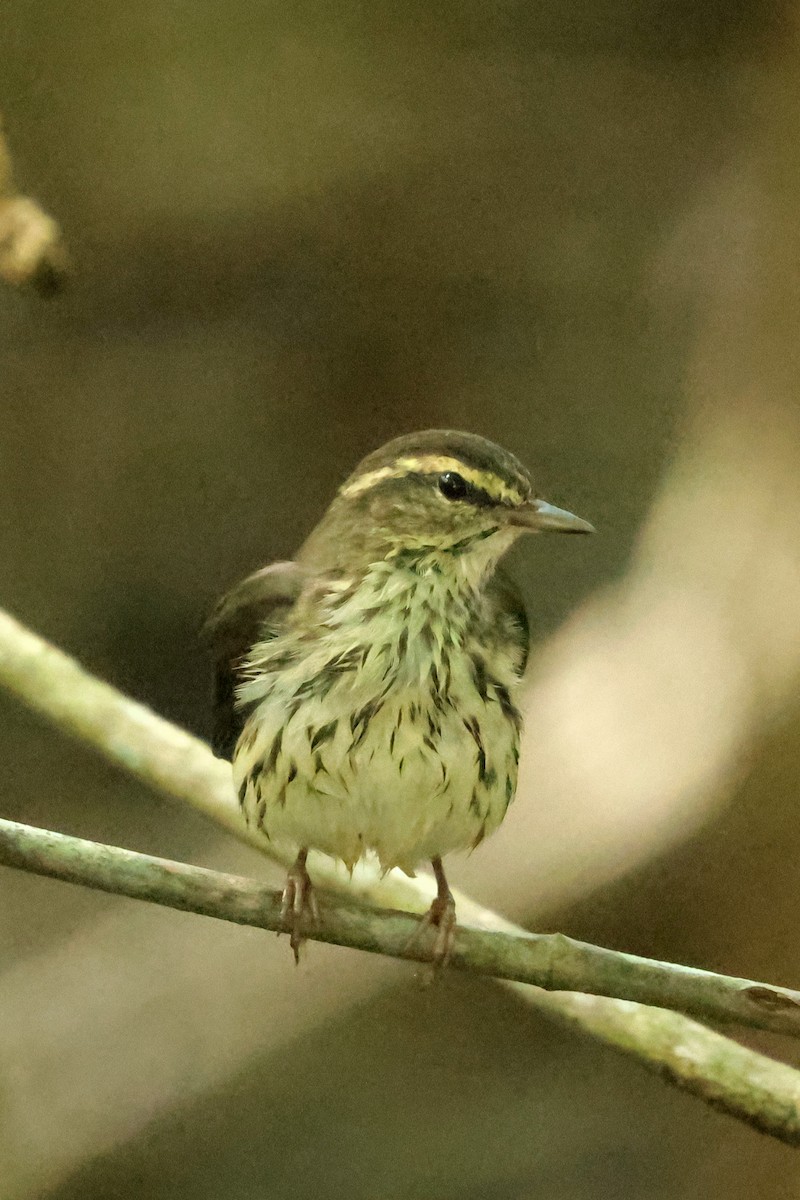 Northern Waterthrush - ML642983107
