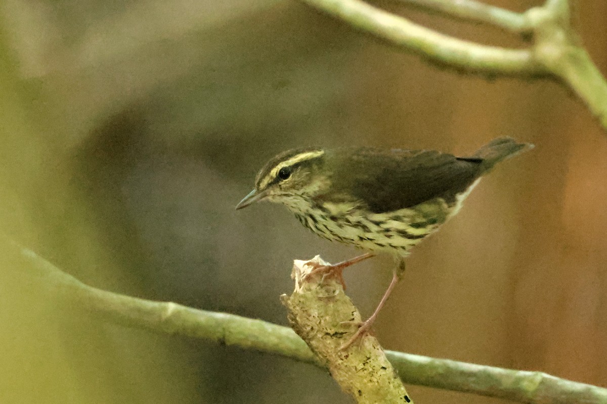 Northern Waterthrush - ML642983111