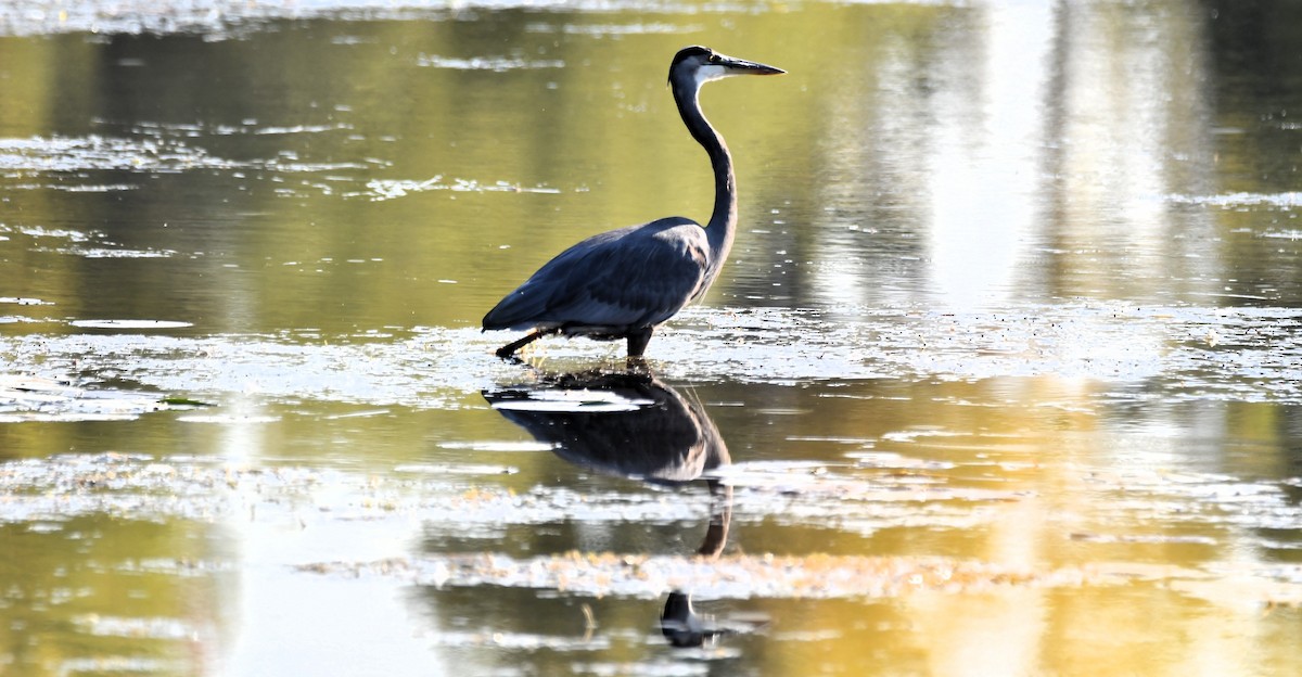 Great Blue Heron - ML642983113