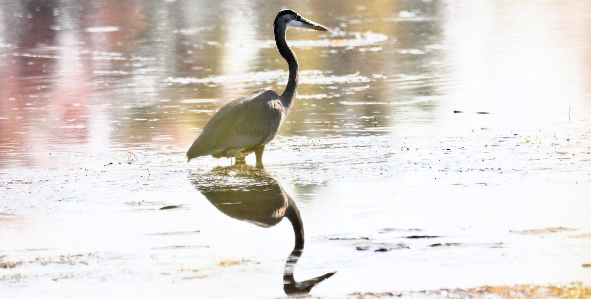 Great Blue Heron - ML642983144