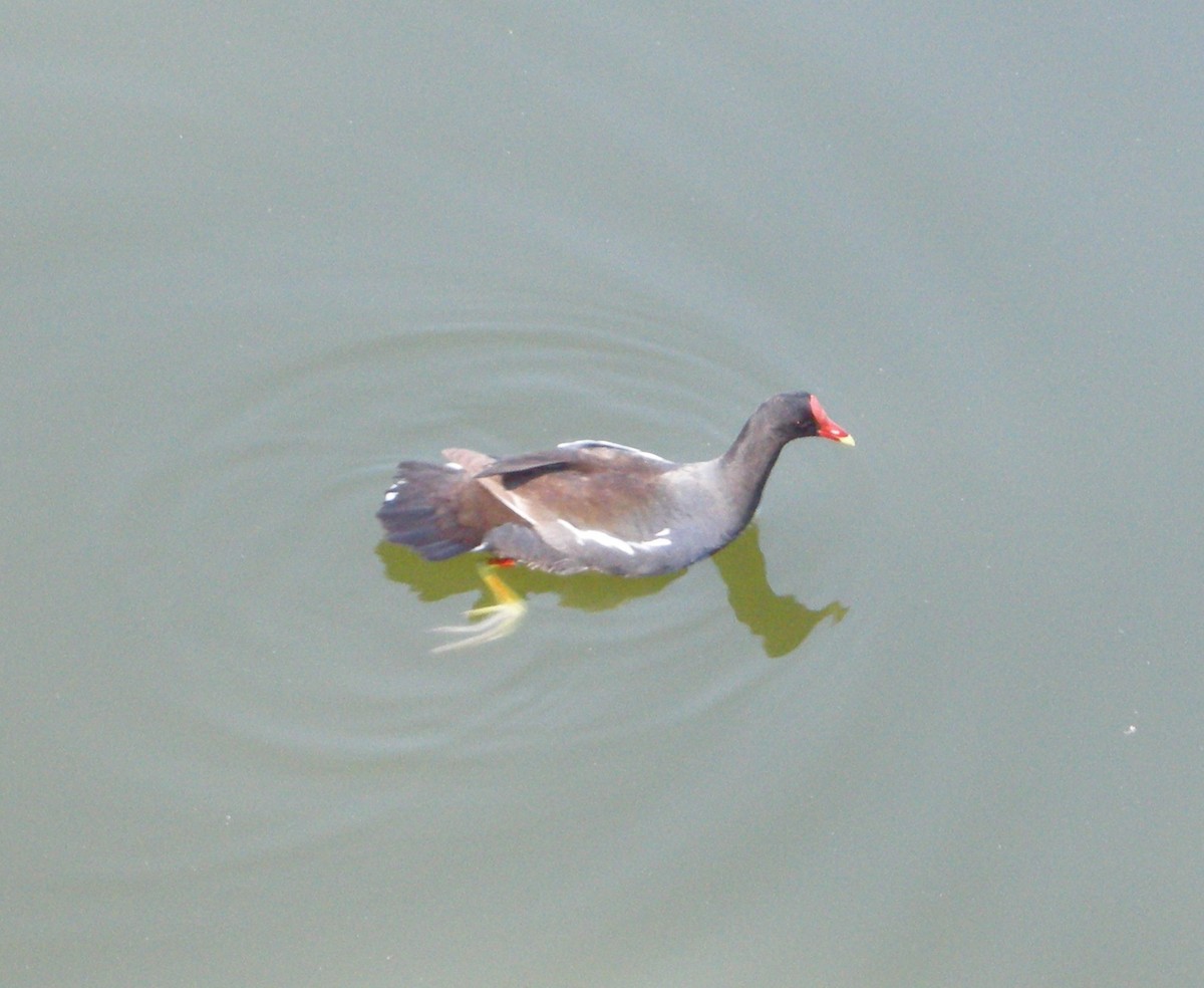 Gallinule d'Amérique - ML642983149
