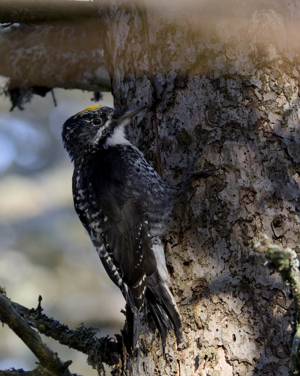 American Three-toed Woodpecker - ML642983153