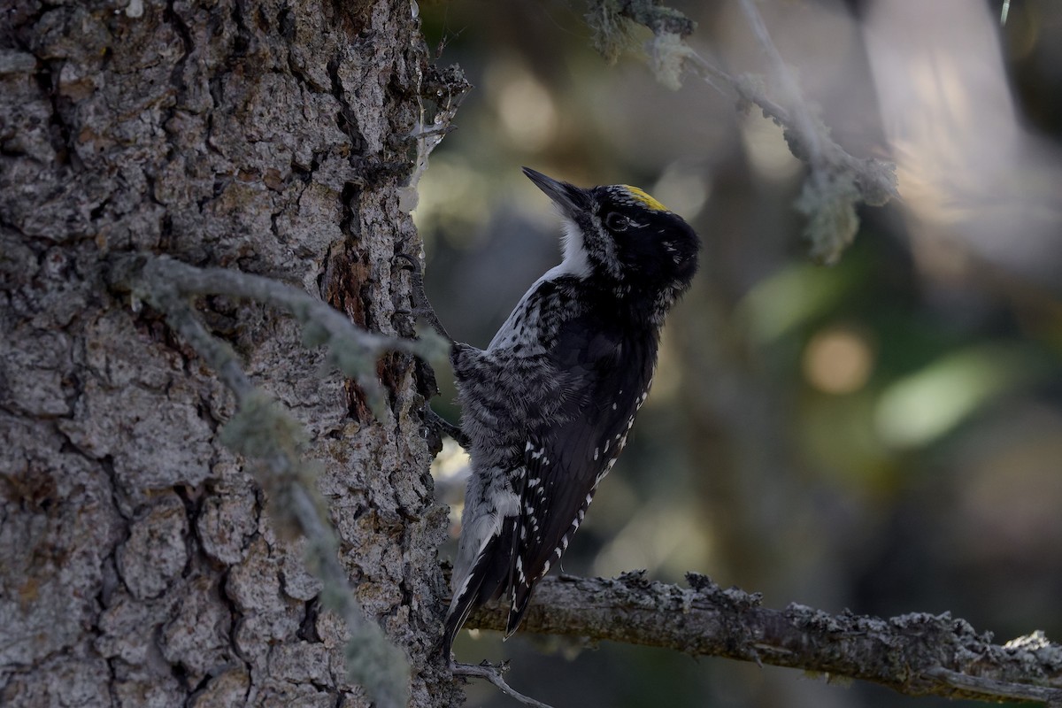 American Three-toed Woodpecker - ML642983154