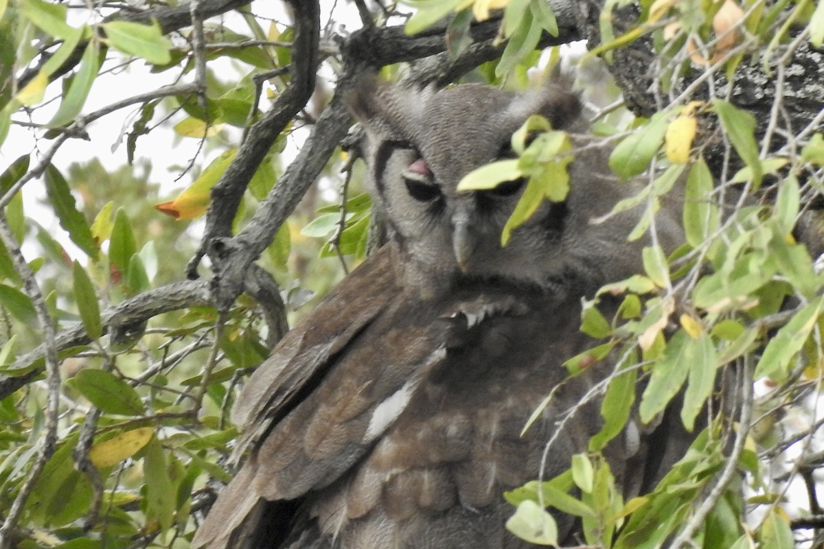 Verreaux's Eagle-Owl - ML642983161