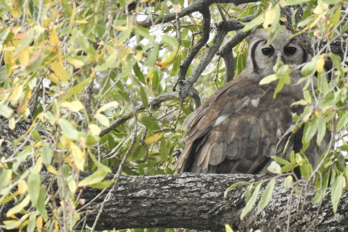 Verreaux's Eagle-Owl - ML642983162