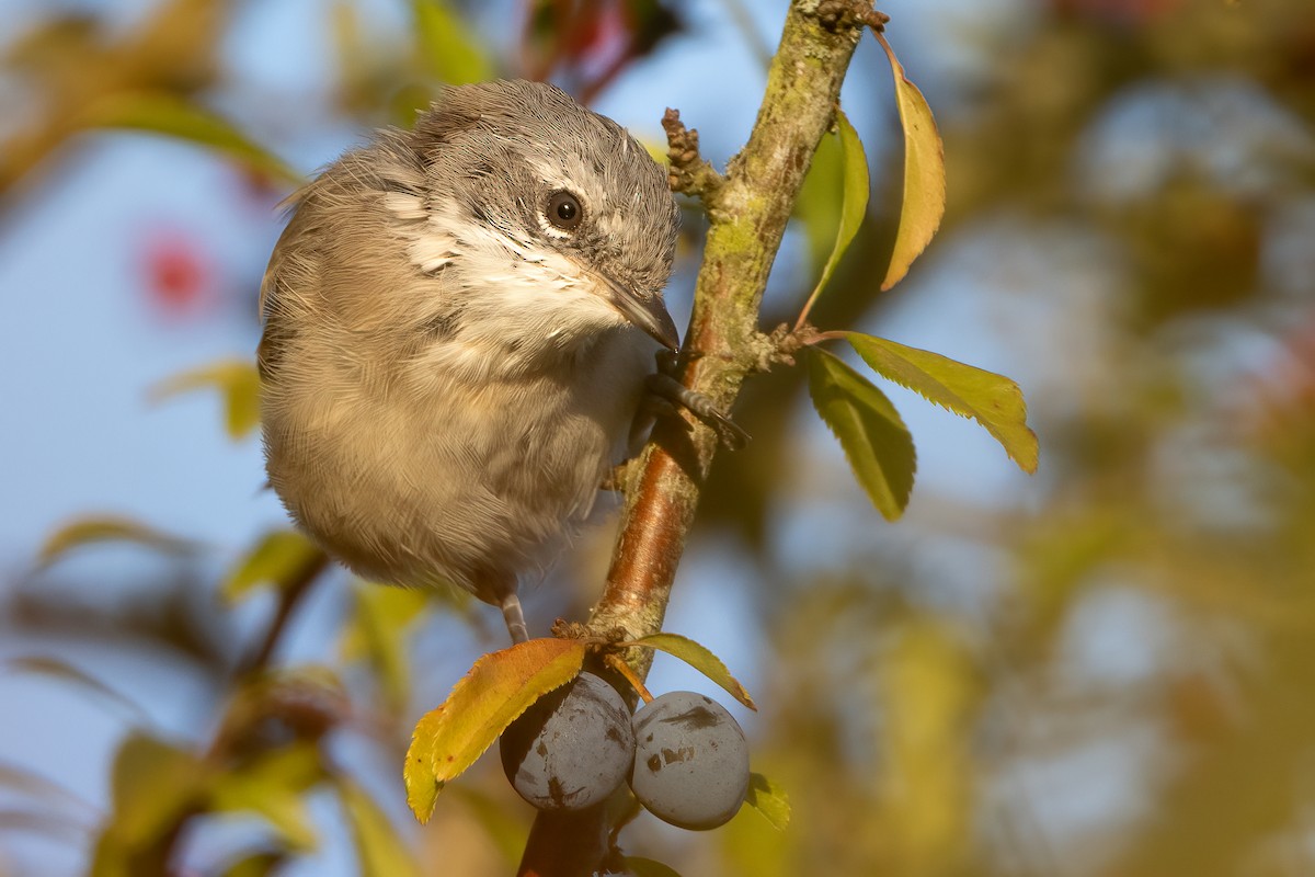 Lesser Whitethroat - ML642983165