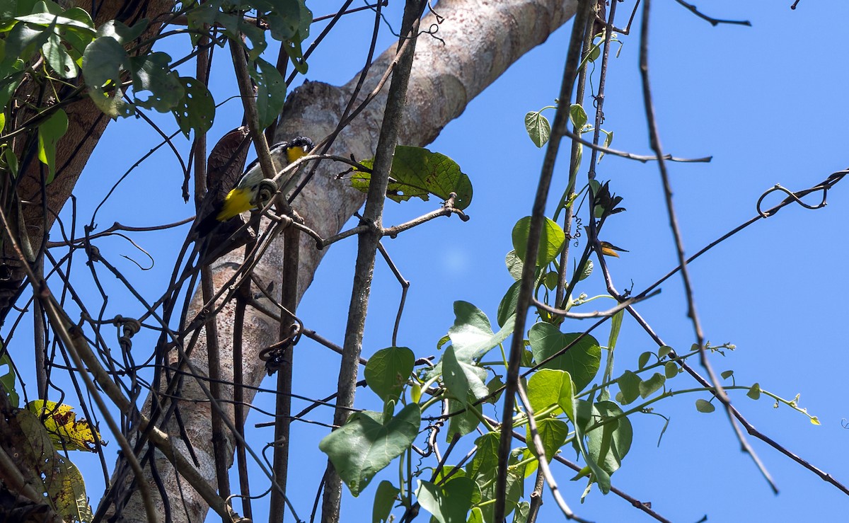 Yellow-backed Tanager - ML642983172