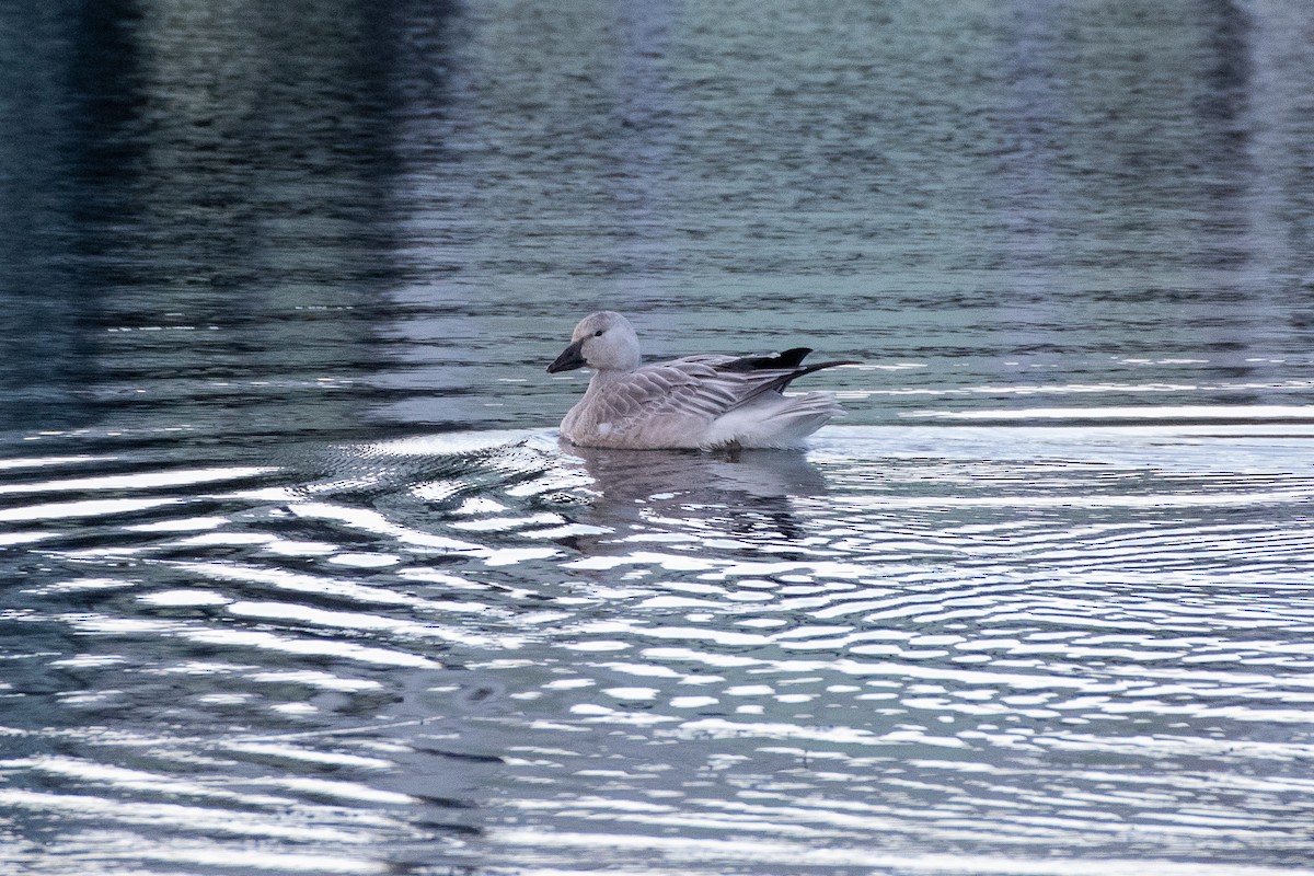 Цасны галуу - ML642983175