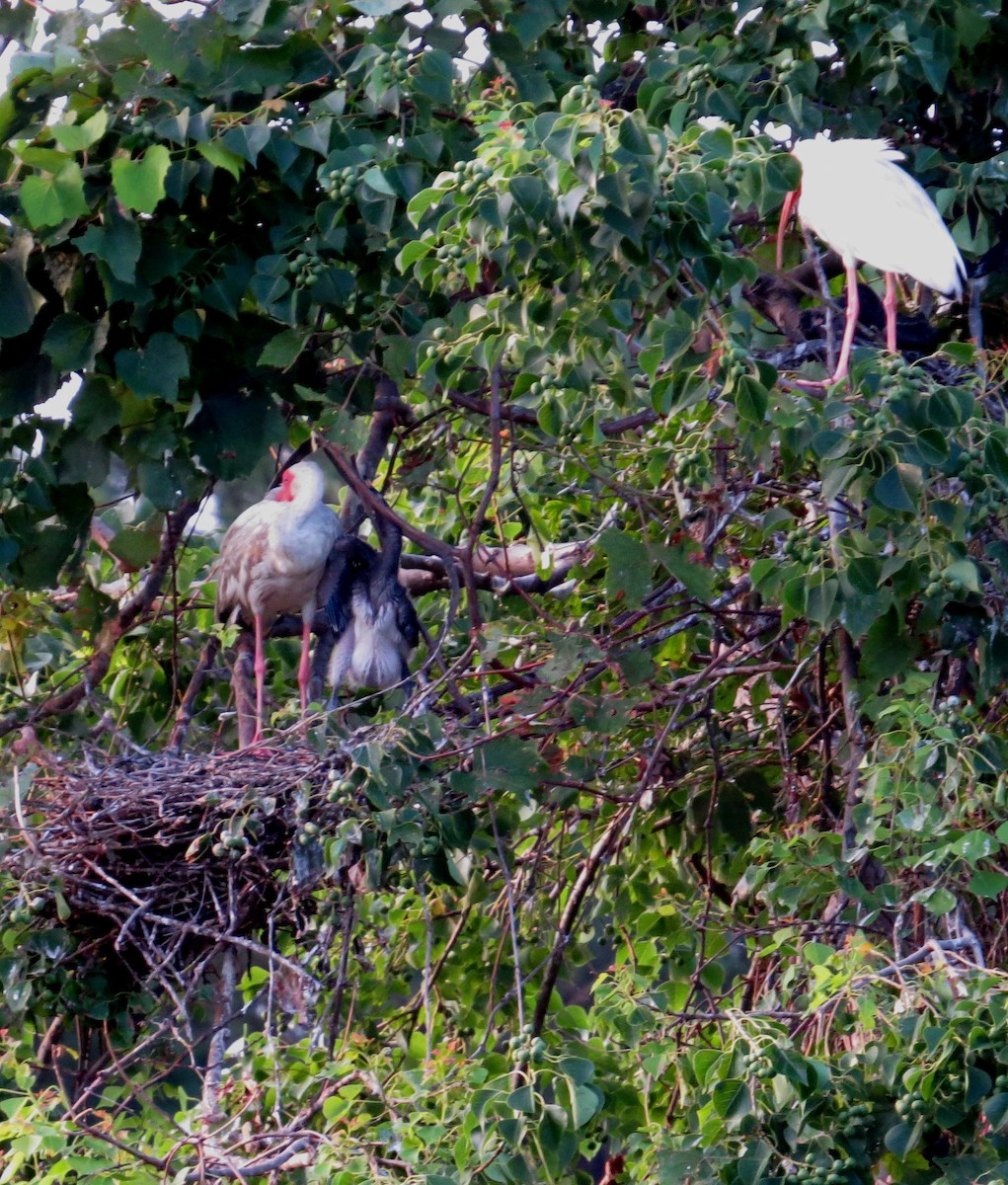 Ibis blanc - ML642983177