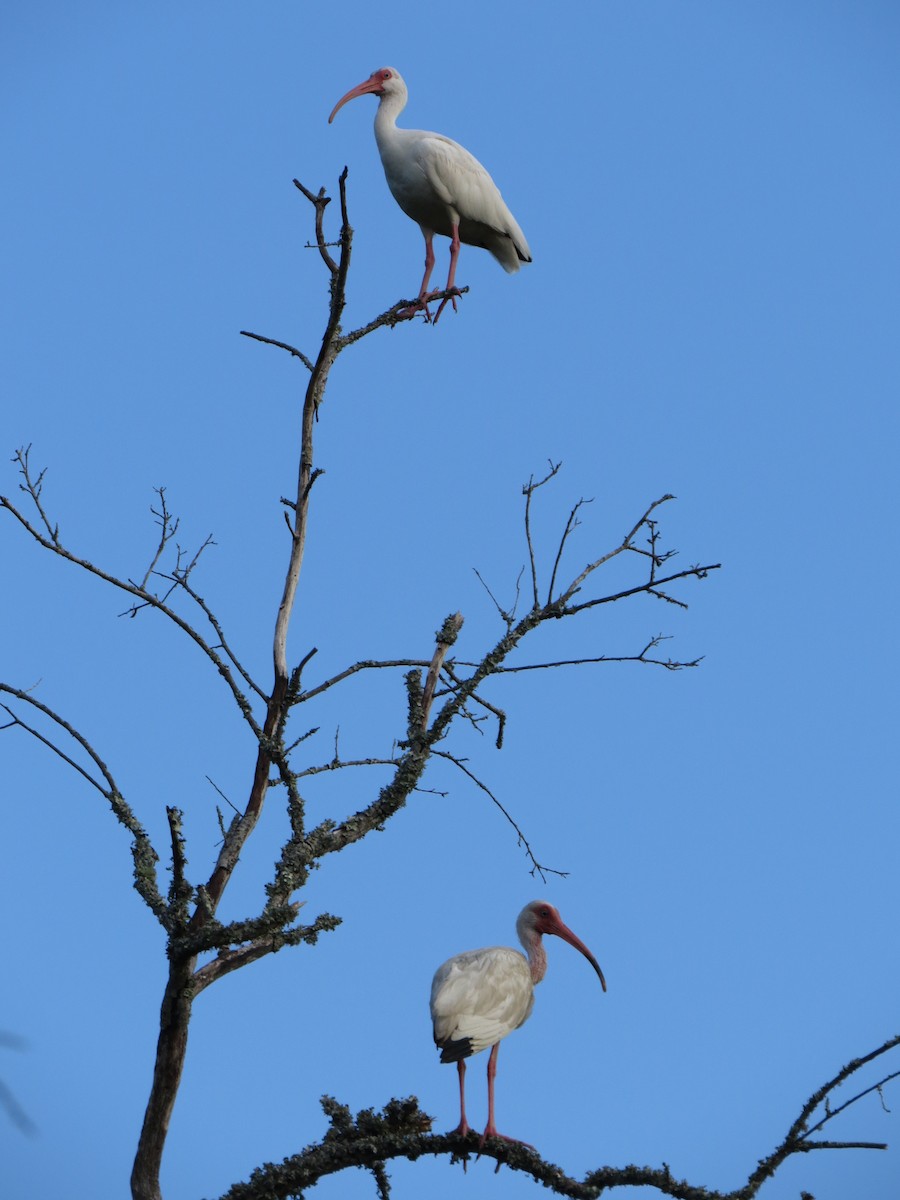 Ibis blanc - ML642983178