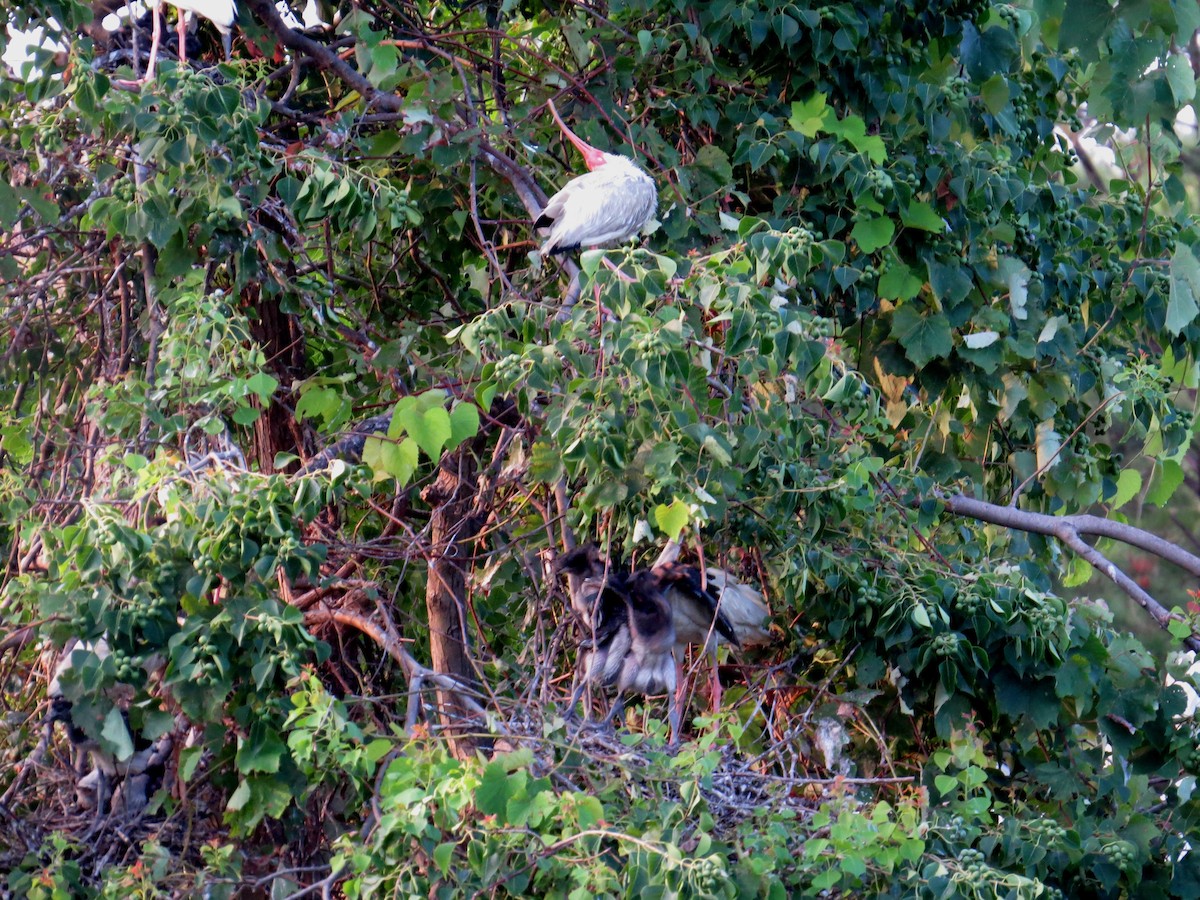 Ibis blanc - ML642983180
