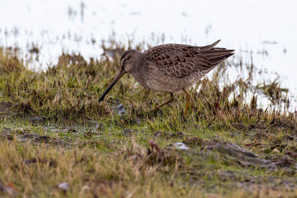 Хараалжин цууцил - ML642983187