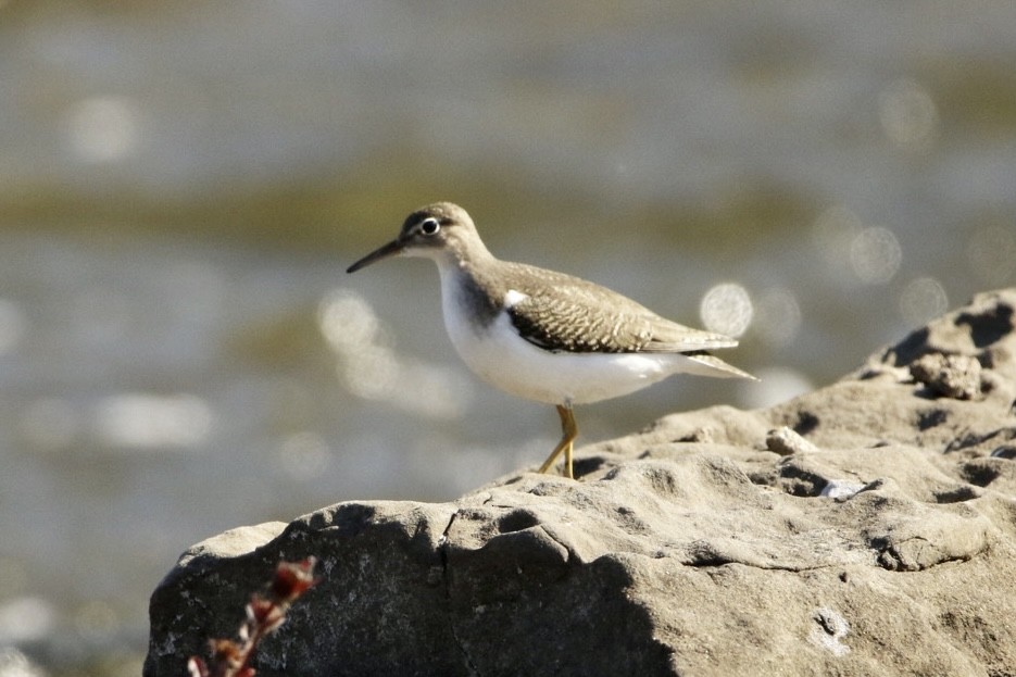 Spotted Sandpiper - ML642983190