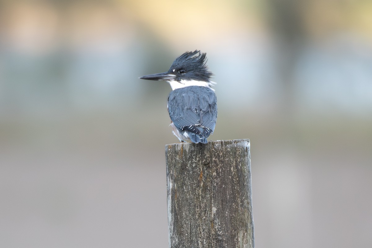 Belted Kingfisher - ML642983191