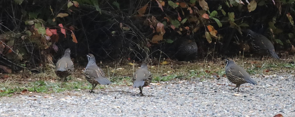 California Quail - ML642983204