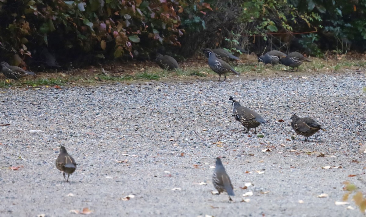 California Quail - ML642983211