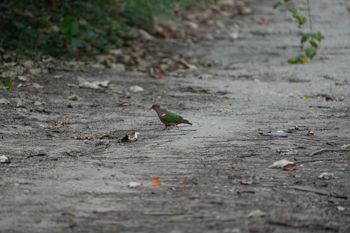 Pacific Emerald Dove - ML642983212