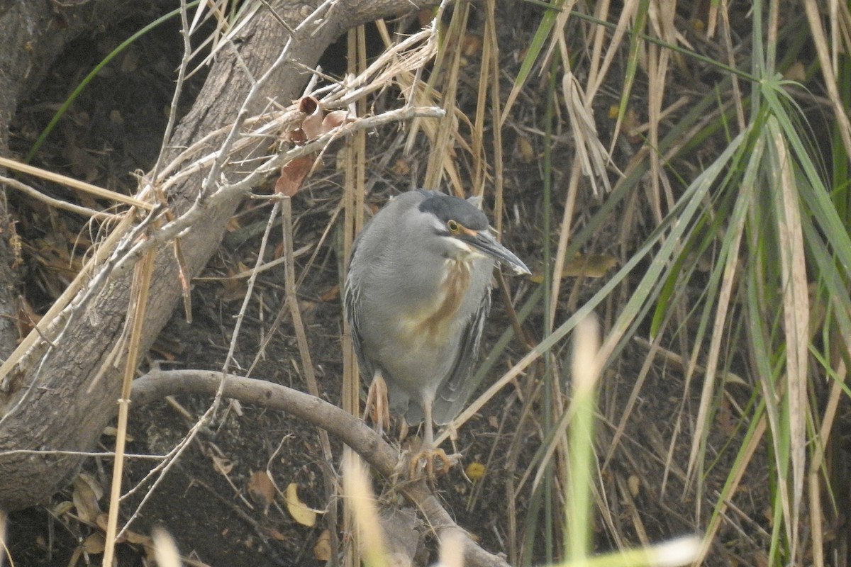 Striated Heron - ML642983220