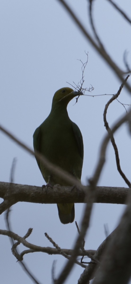 Tanna Fruit-Dove - ML642983221