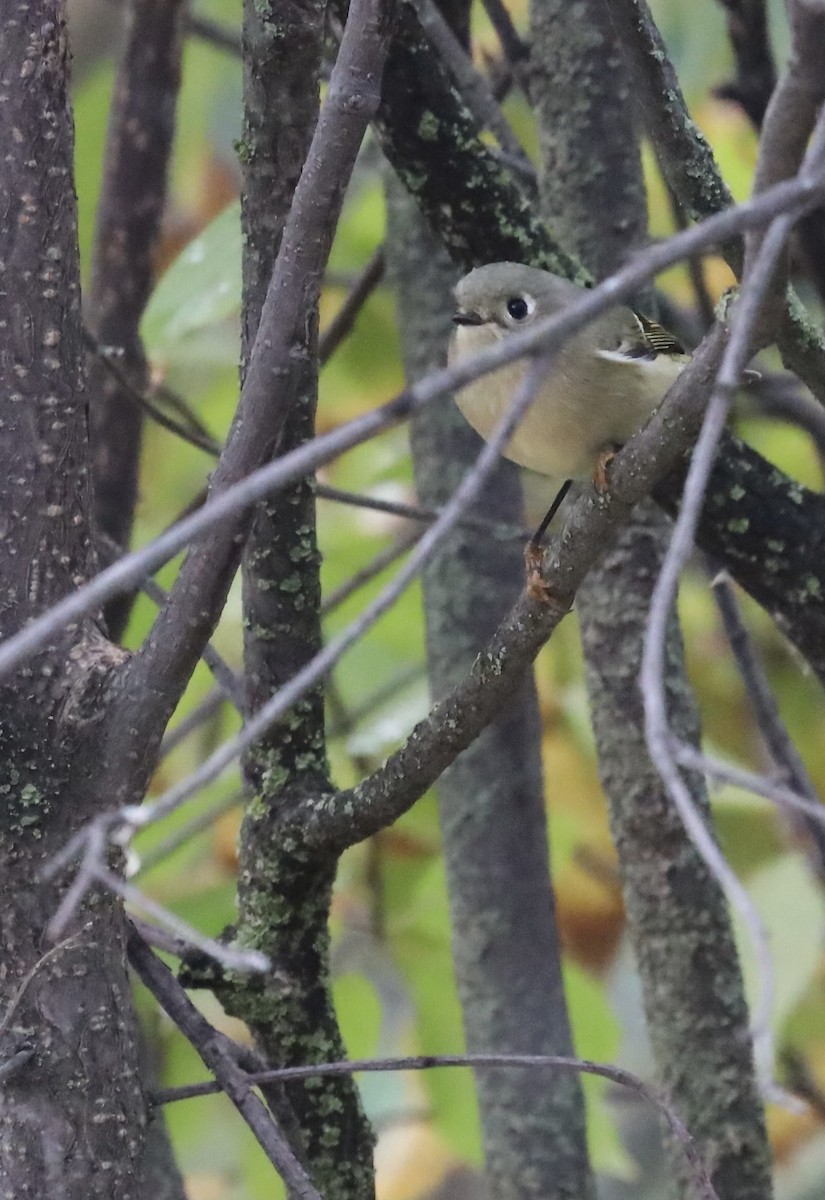 Ruby-crowned Kinglet - ML642983224