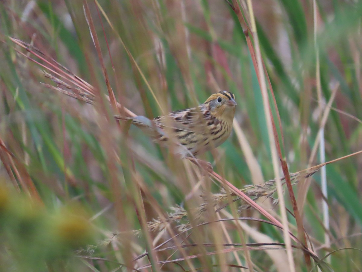 LeConte's Sparrow - ML642983229
