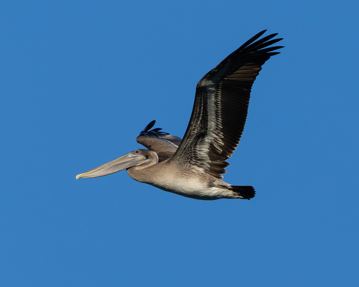 Brown Pelican - ML642983230