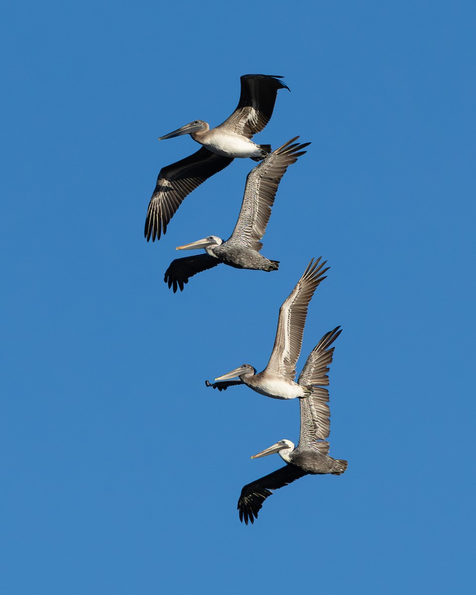 Brown Pelican - ML642983231