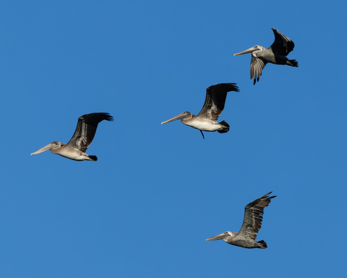 Brown Pelican - ML642983232