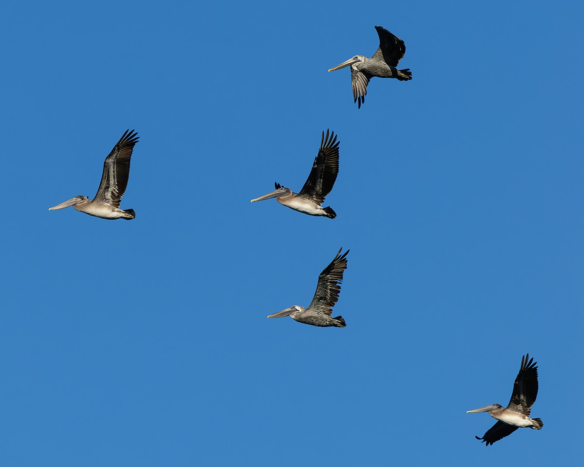 Brown Pelican - ML642983233