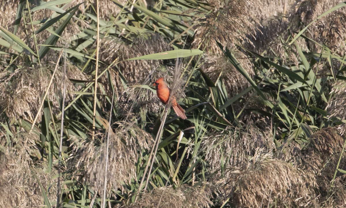 Northern Cardinal - ML642983235