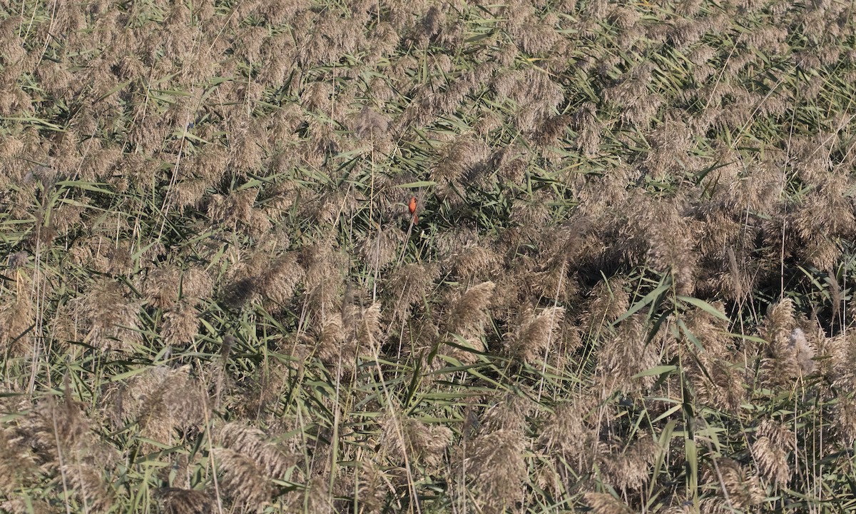 Northern Cardinal - ML642983237