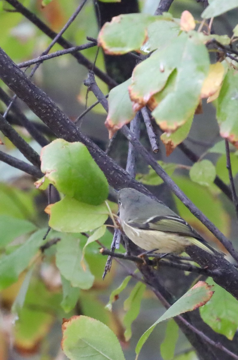 Ruby-crowned Kinglet - ML642983241