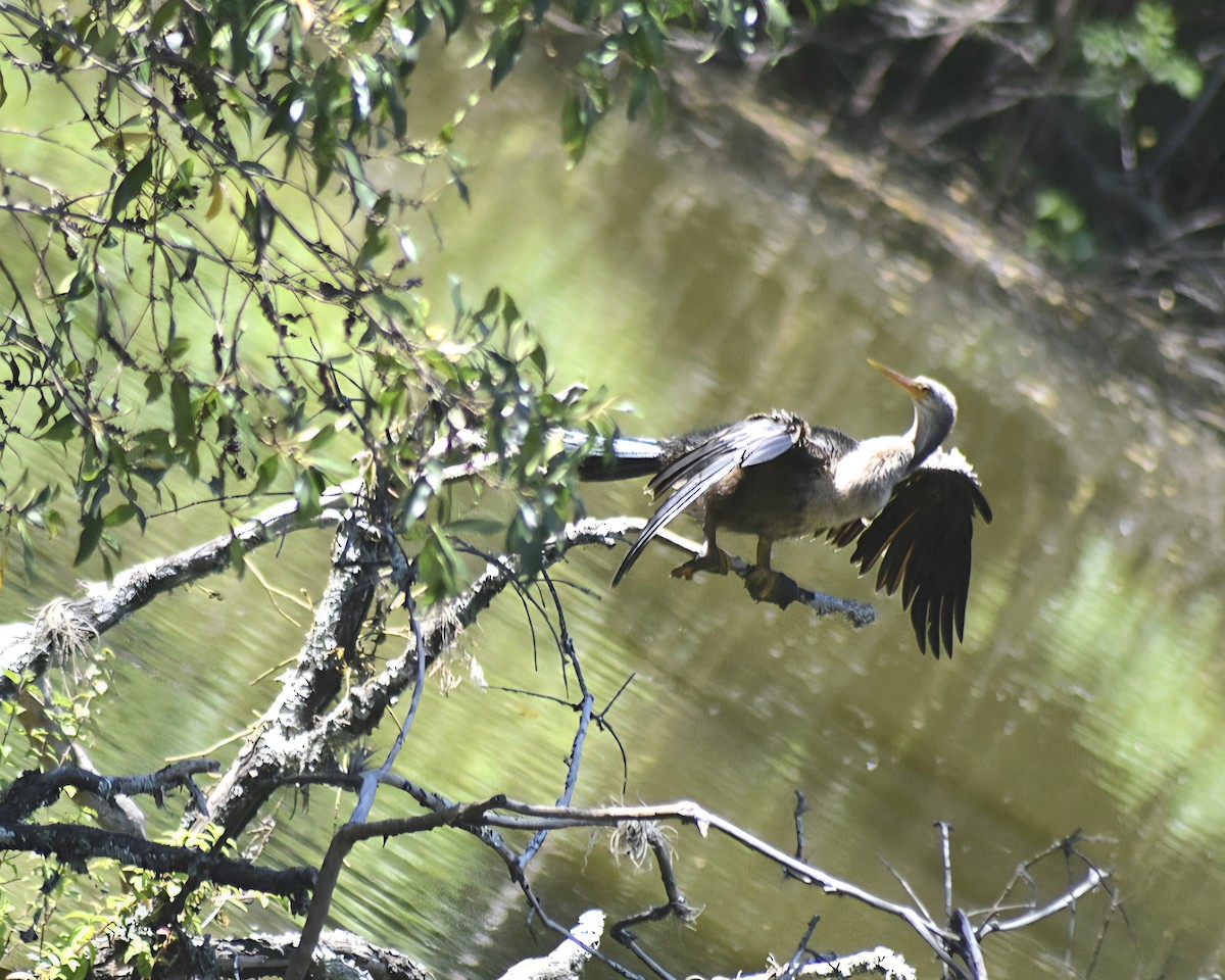 Anhinga - ML642983246