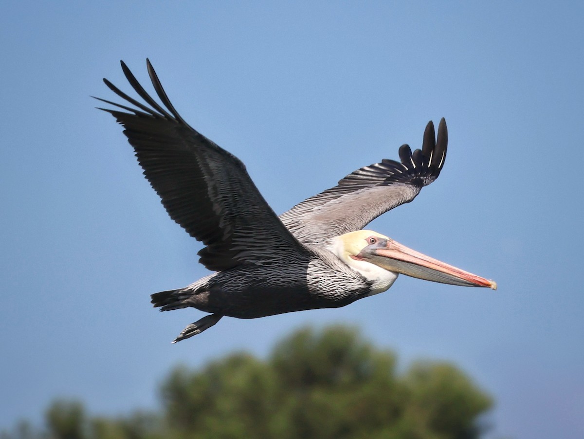 Brown Pelican - ML642983257