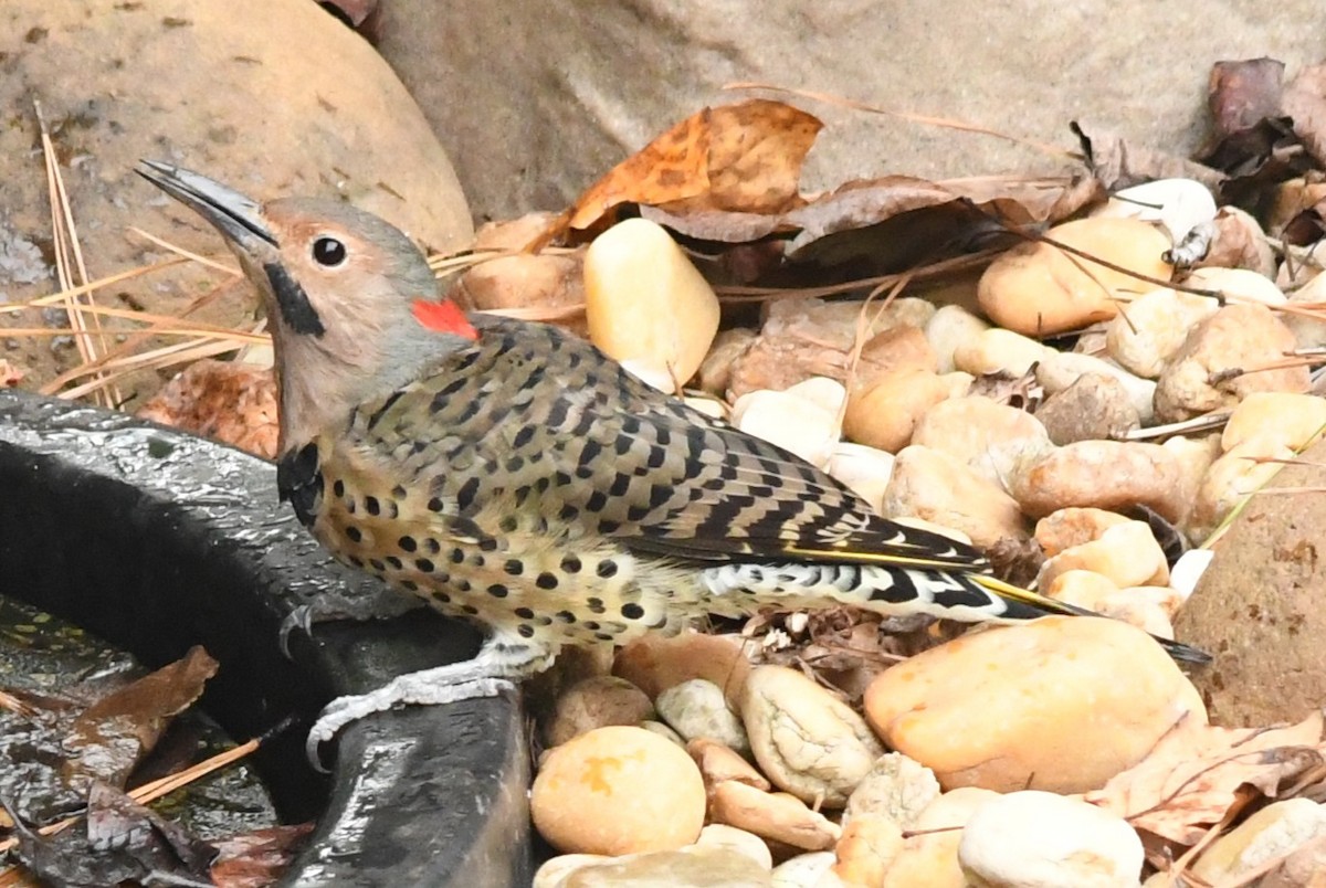 ハシボソキツツキ（auratus／luteus） - ML642983307
