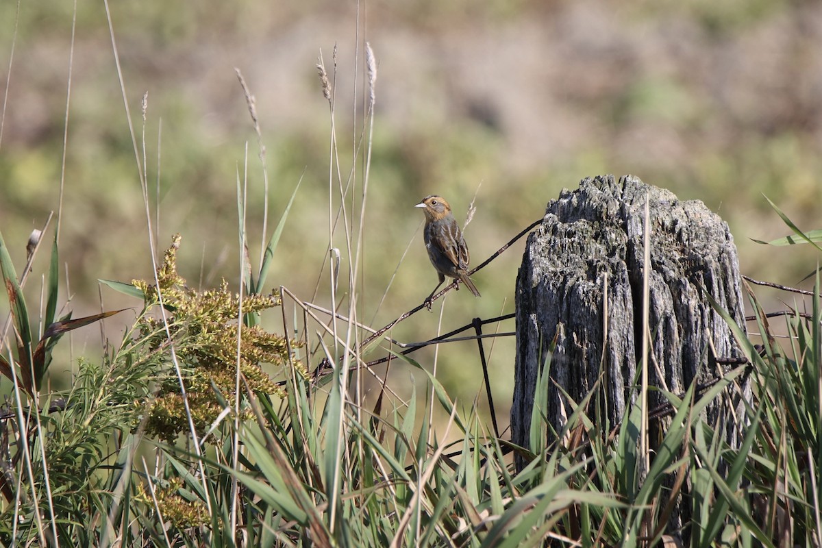 Nelson's Sparrow - ML642983310