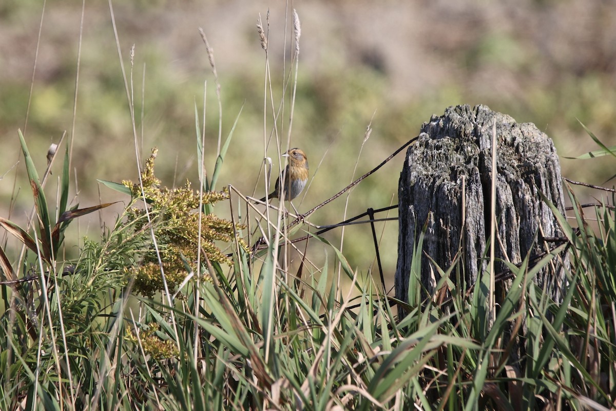 Nelson's Sparrow - ML642983311