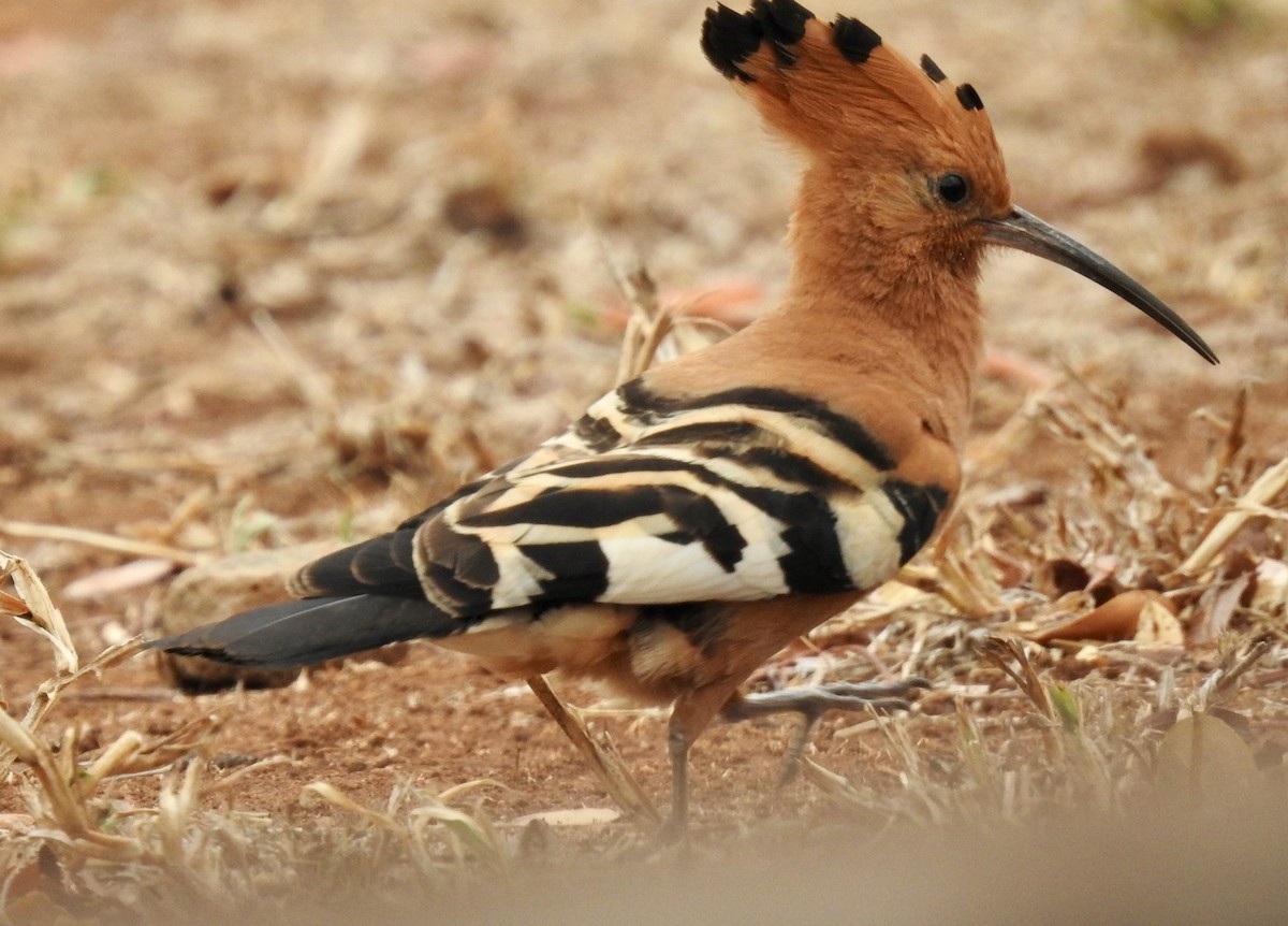 ヤツガシラ（africana） - ML642983321