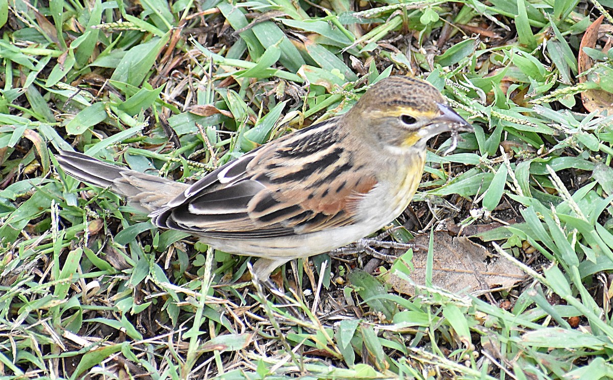 Dickcissel - ML642983322