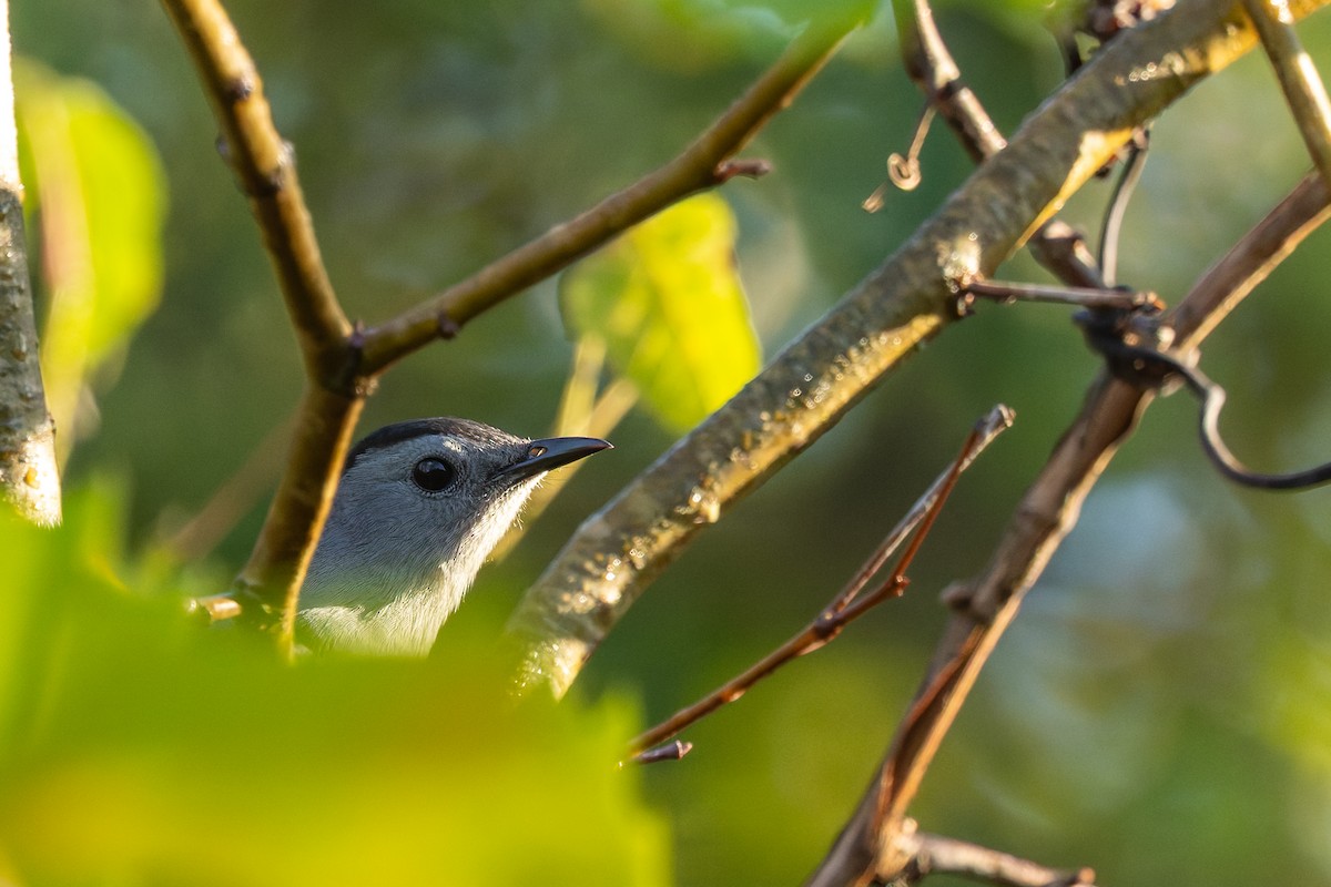 Gray Catbird - ML642983323