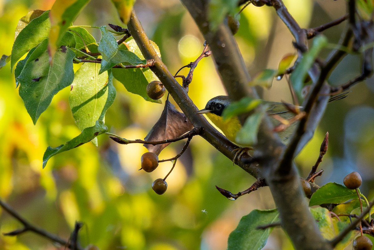 Common Yellowthroat - ML642983326