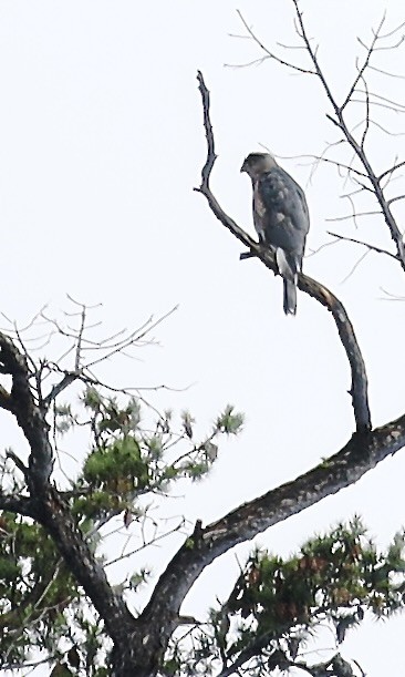 Cooper's Hawk - ML642983351