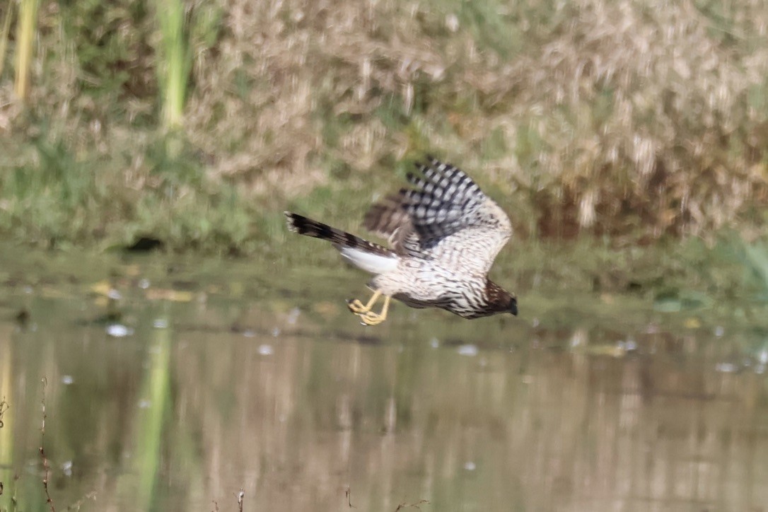 Cooper's Hawk - ML642983357