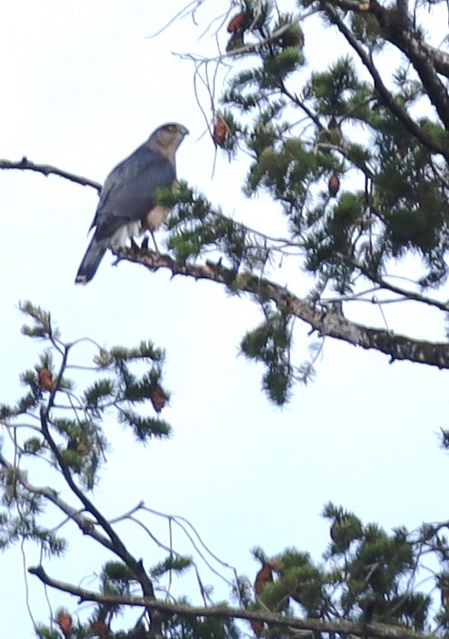 Cooper's Hawk - ML642983364