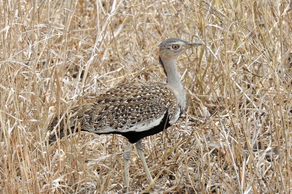 Red-crested Bustard - ML642983365