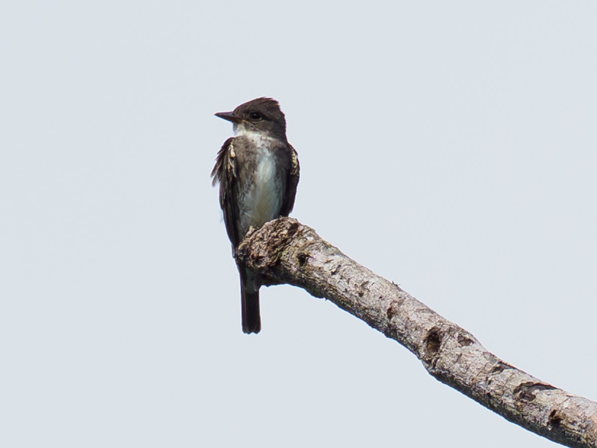 Boreal Sinekkapan - ML642983369