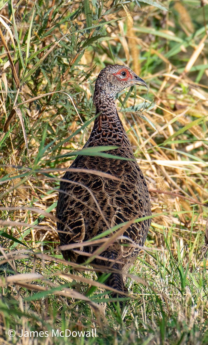 Sülün - ML642983374