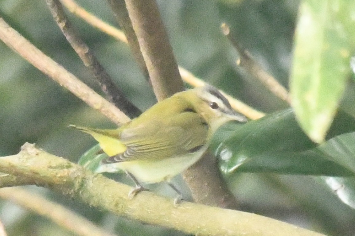 Kızıl Gözlü Vireo - ML642983385